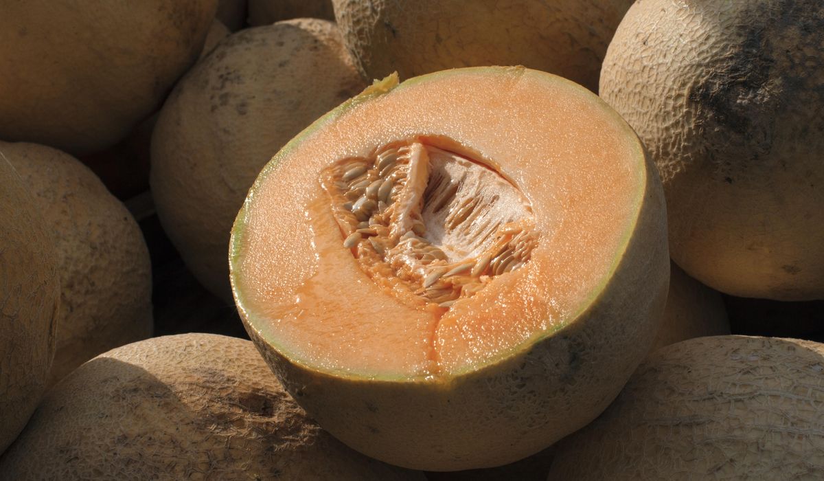 FDA-Widens-Cantaloupe-Recall-as-Salmonella-Cases-Surge-in-7.jpg