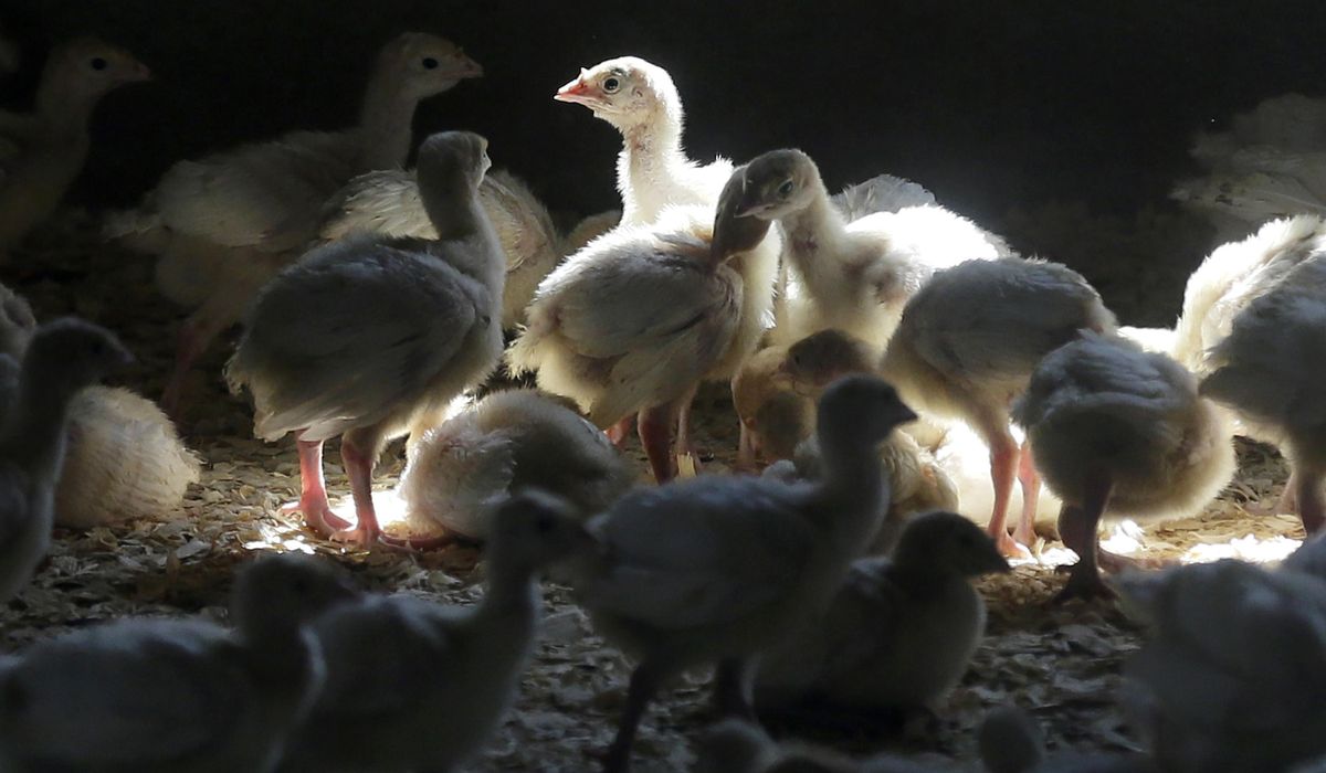 Recovery-of-Egg-and-Poultry-Prices-Amidst-Diminished-Severity-of.jpg