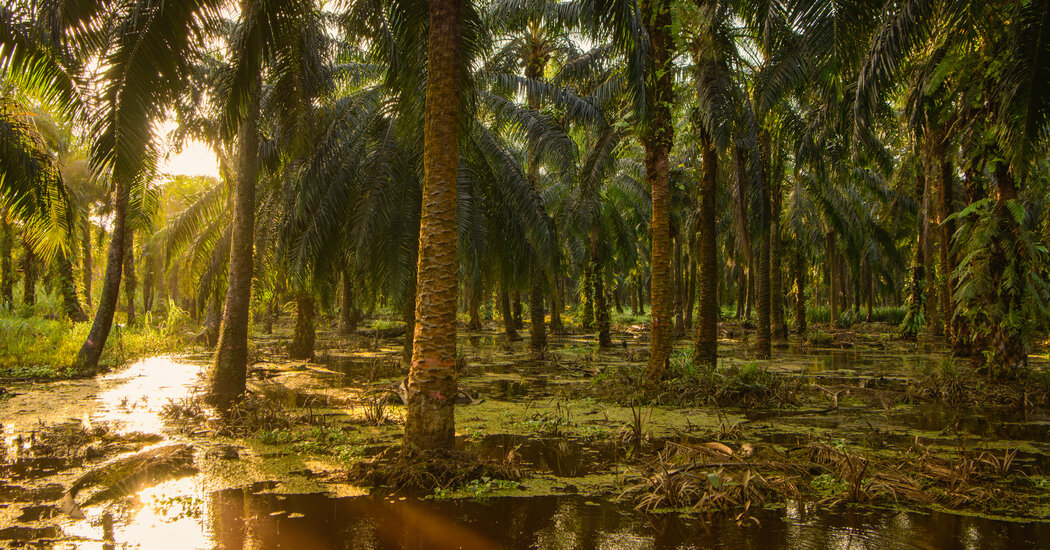 00malaysia-palmoil-05-bzft-facebookJumbo-v2.jpg